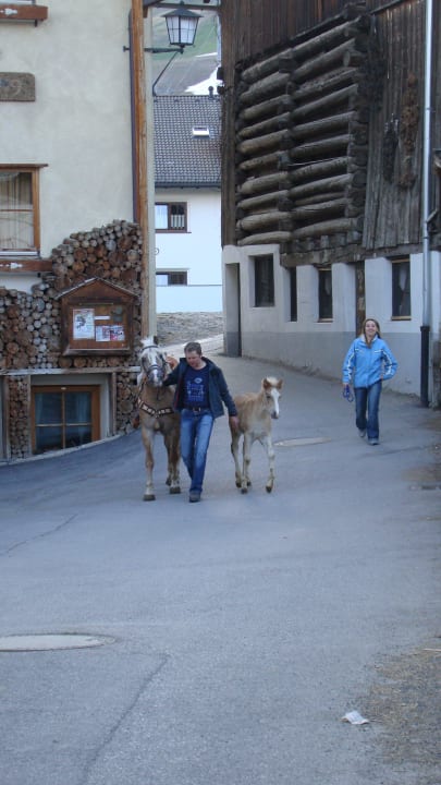Pferd und Fohlen Haus Bernardes