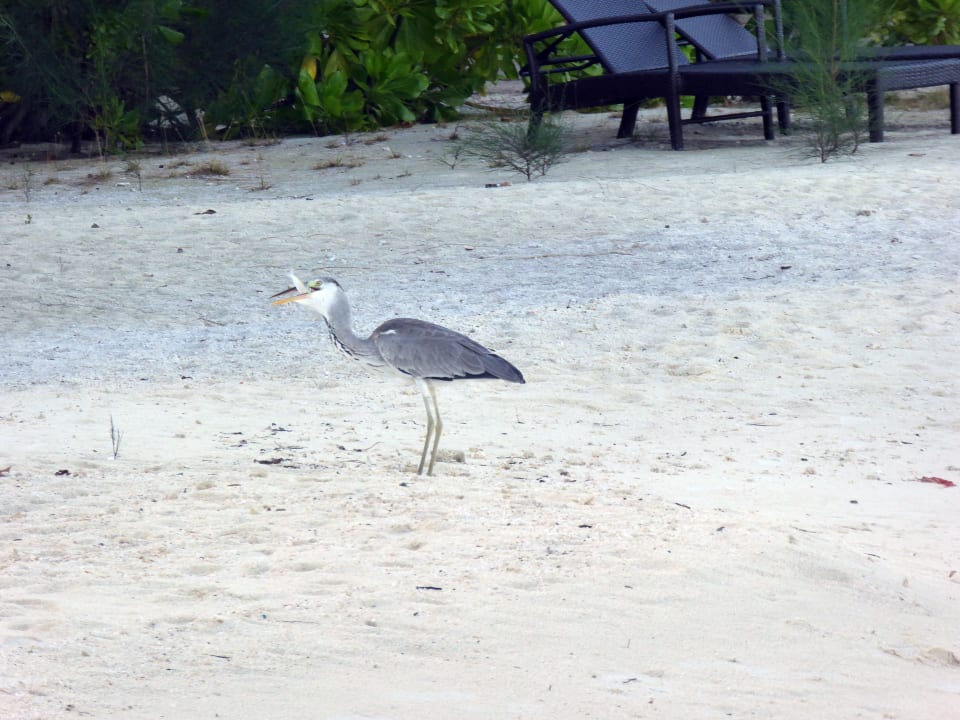 Strand Summer Island Maldives