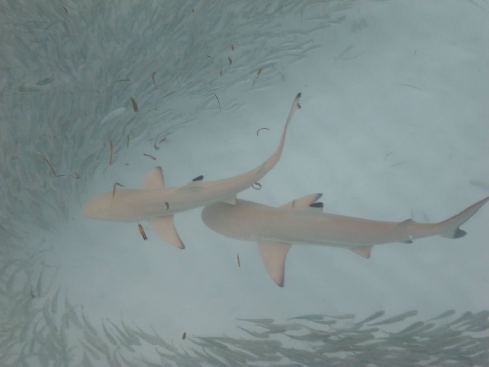 Schwarzspitzenriffhaie Meeru Maldives Resort Island