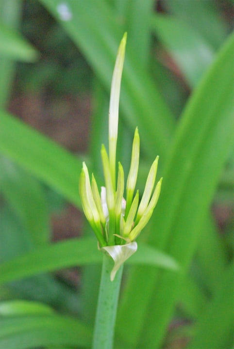 Gartenanlage Woodlands Hotel & Resort