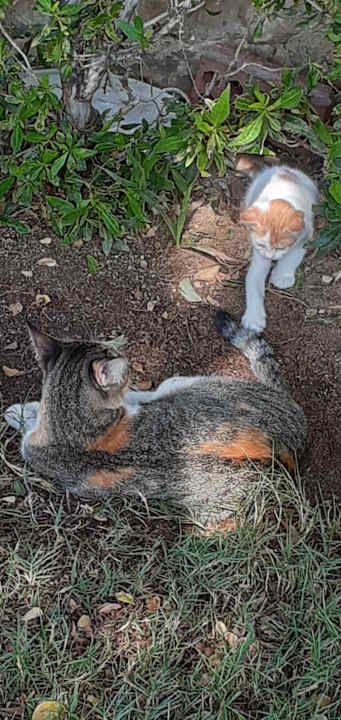 Gartenanlage Serenity Alpha Beach