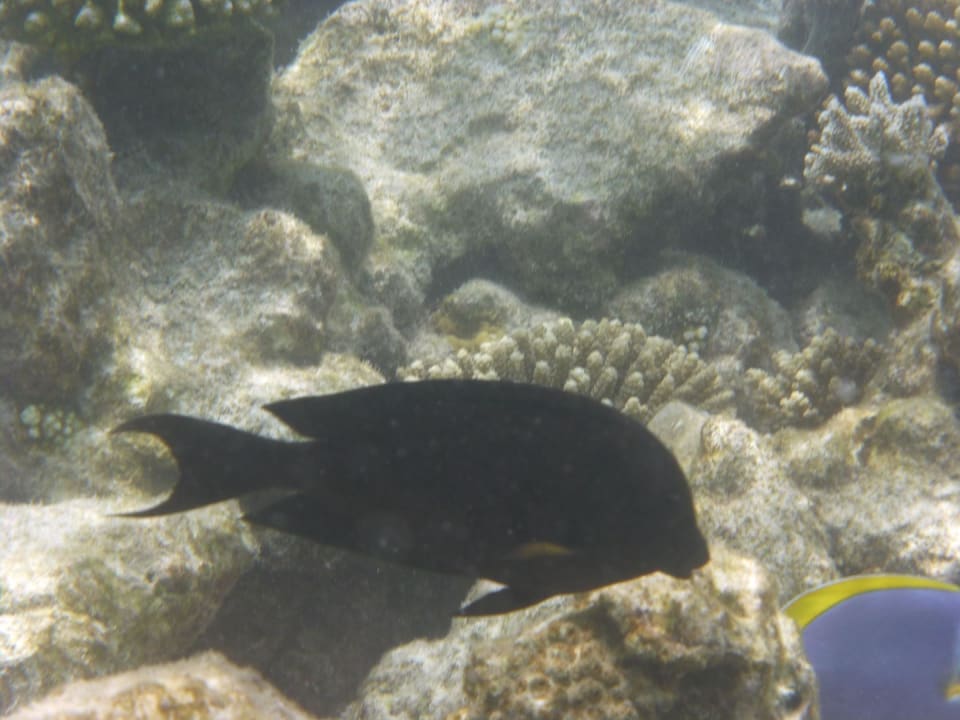 Hausriff Vilamendhoo Island Resort & Spa