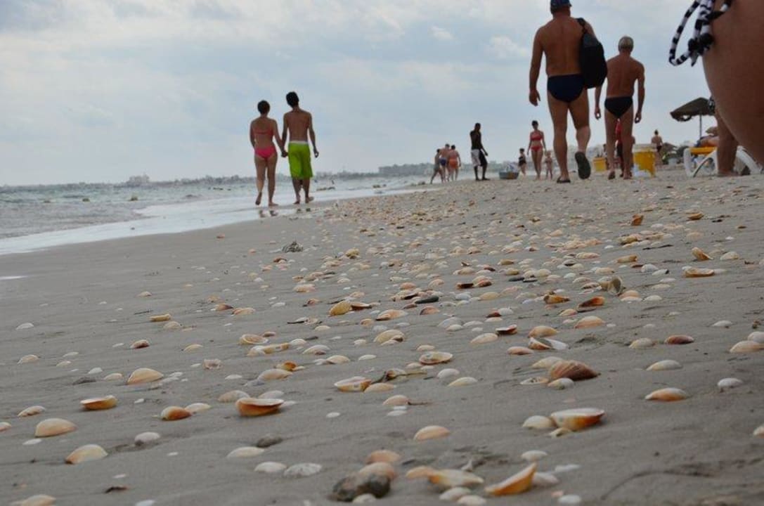 Plaża pełna muszelek Nour Palace Resort & Thalasso