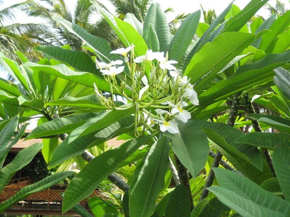 Exotische Blüten Grand Palladium Select Bávaro Resort & Spa