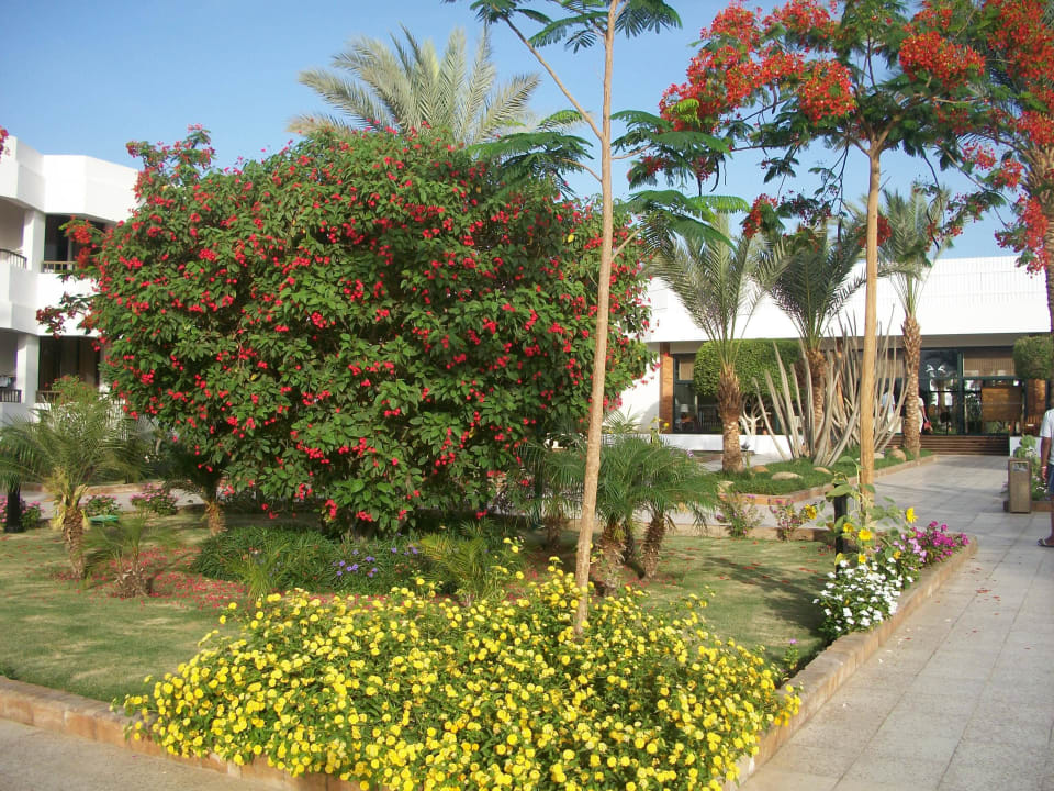 Sehr gepflegte Anlage mit schönen Blumen und Bäumen Ghazala Beach