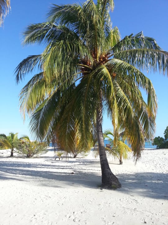 Fast kitschig Kuredu Island Resort & Spa