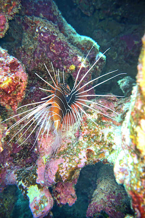 Sonstiges Utopia Beach Club