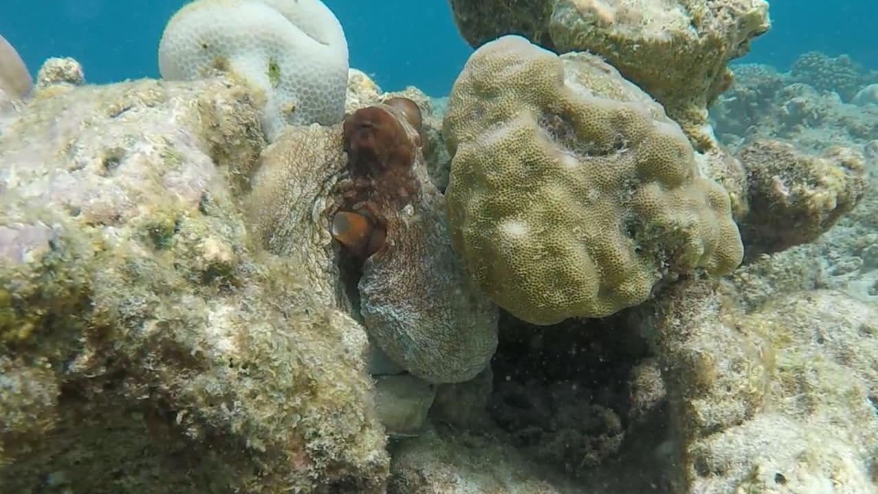 Ein Oktopus Embudu Village