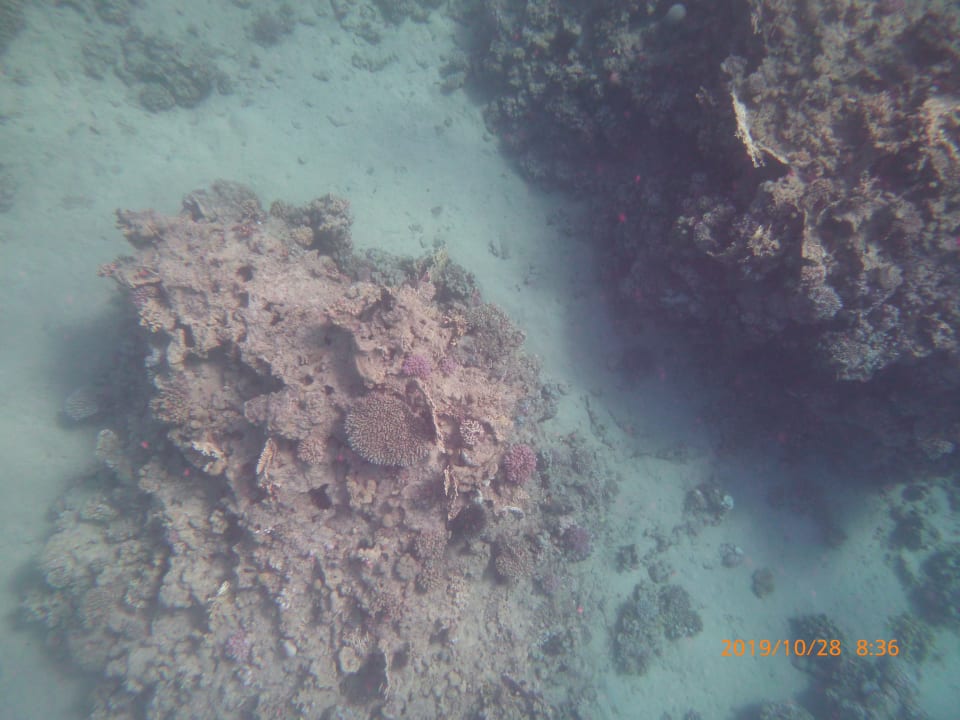 Strand Coral Sun Beach