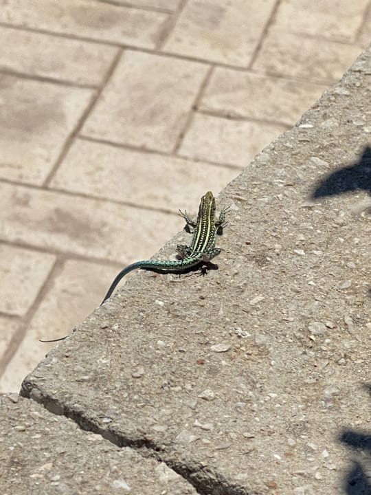 Sonstiges Atlantica Mikri Poli Rhodes