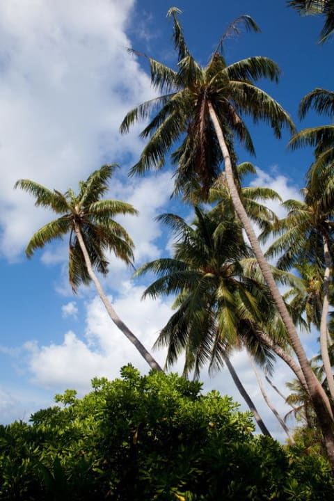 Palmen Bandos Maldives