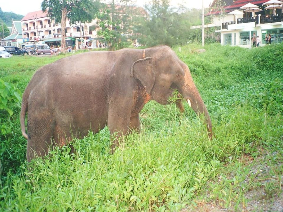 Elefanten grasen vor dem Hotel The Briza Beach Resort Khaolak