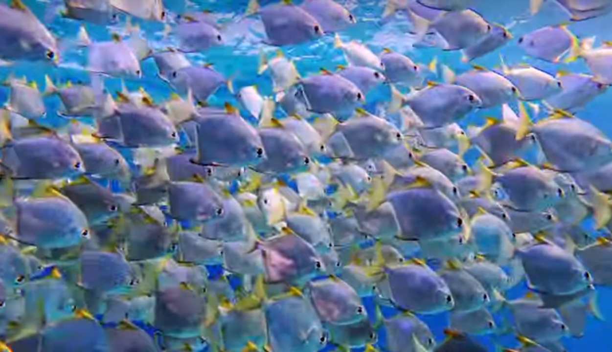 Sonstiges Coral Sun Beach