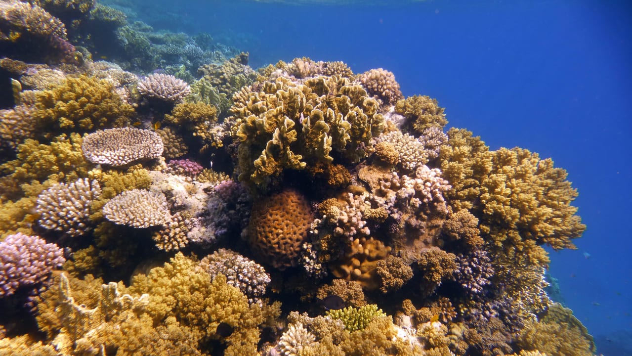 Sport & Freizeit Shams Alam Beach Resort