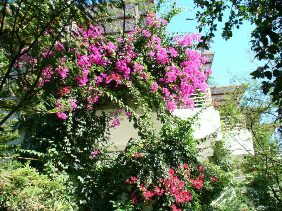 Garden Apollonia Beach Resort & Spa