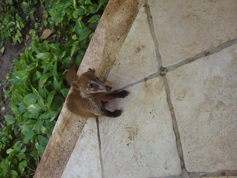 Hotel Catalonia Playa Maroma Catalonia Playa Maroma