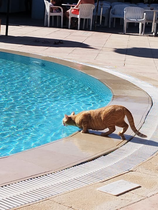 Pool TUI MAGIC LIFE Penelope Beach