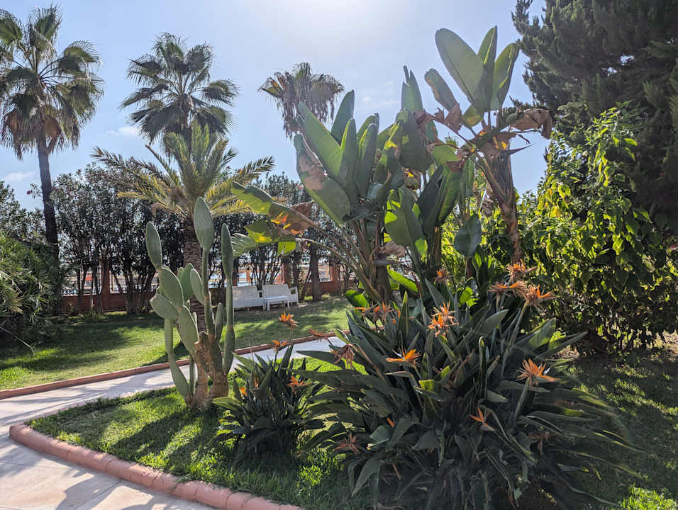 Gartenanlage Palmeras Beach Hotel
