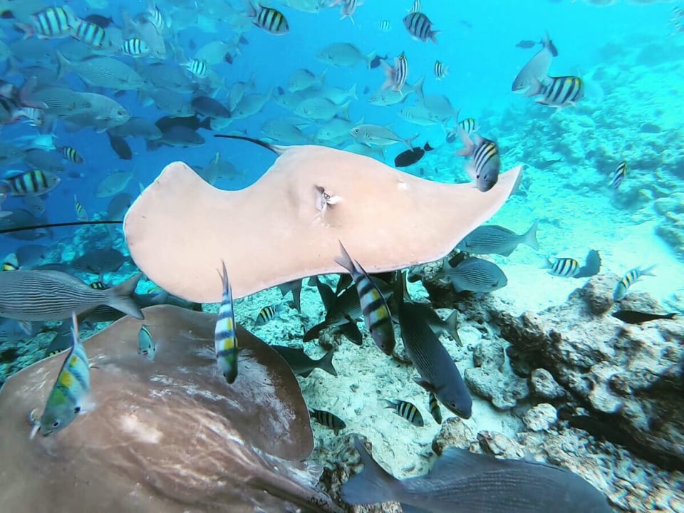 Sport & Freizeit Kihaa Maldives