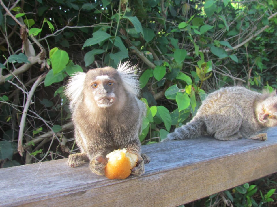 Äffchen Grand Palladium Imbassai Resort & Spa