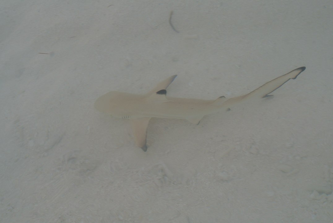 Nein sie beisen keine Zehen ab ;-P Meeru Maldives Resort Island