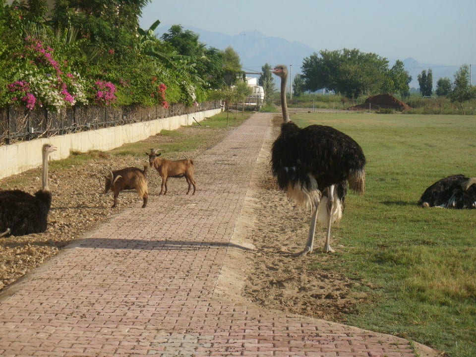 Kleiner Steichelzoo  Belek Beach Resort Hotel