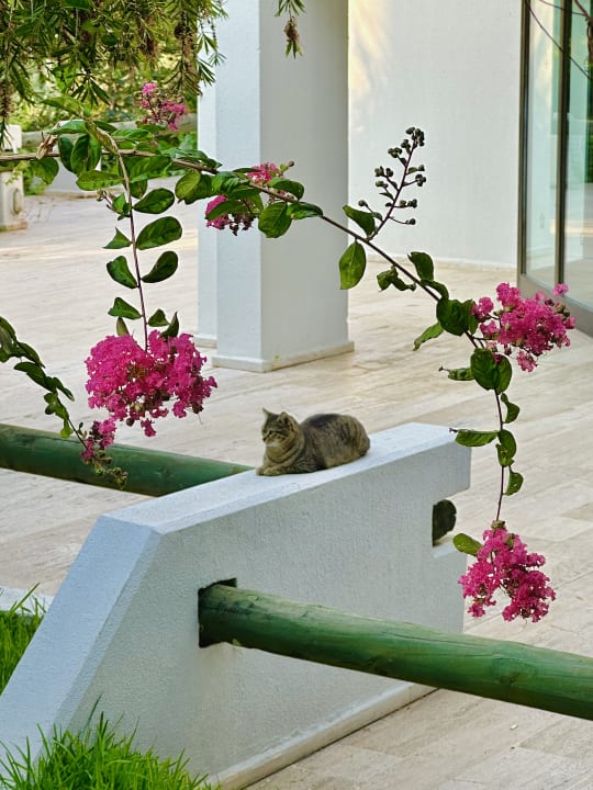 Gartenanlage Side Star Elegance