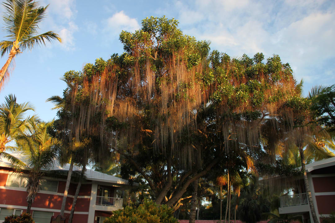 Der "Fusselbaum" Grand Palladium Select Bávaro Resort & Spa