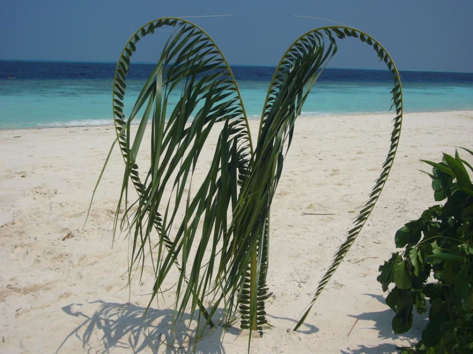 Hochzeitsdeko Vilamendhoo Island Resort & Spa