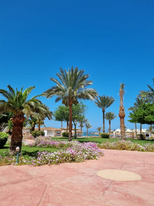 Gartenanlage Desert Rose