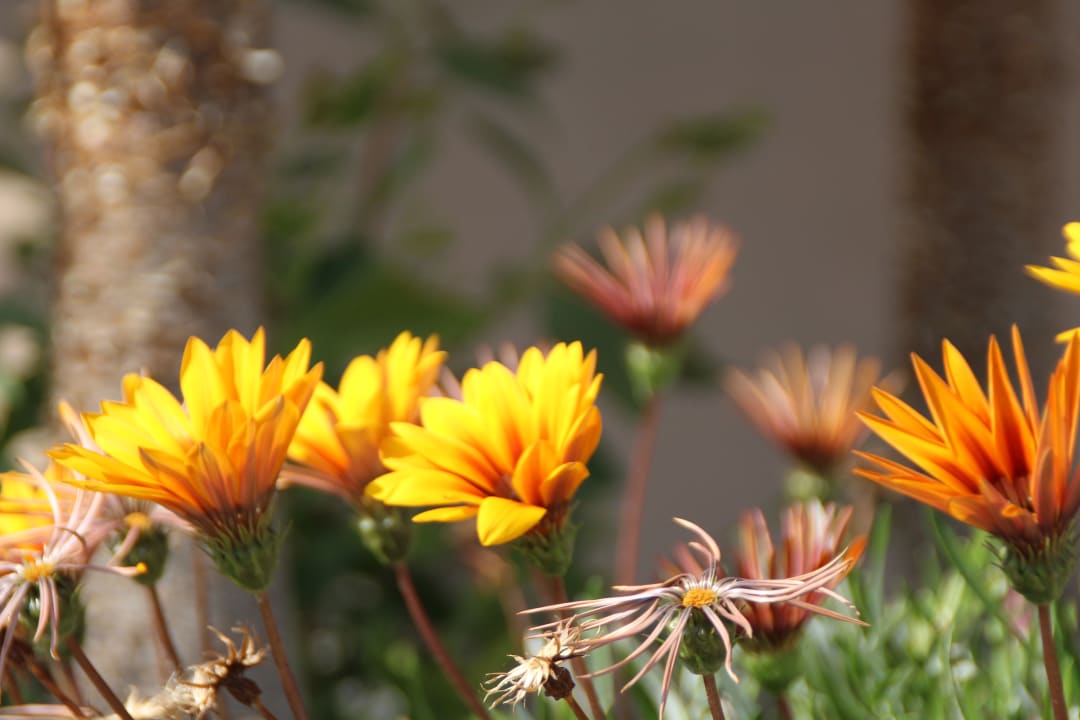 Gartenanlage Akka Alinda Hotel