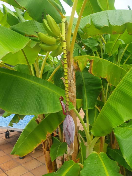 Gartenanlage Hotel Serrano Palace