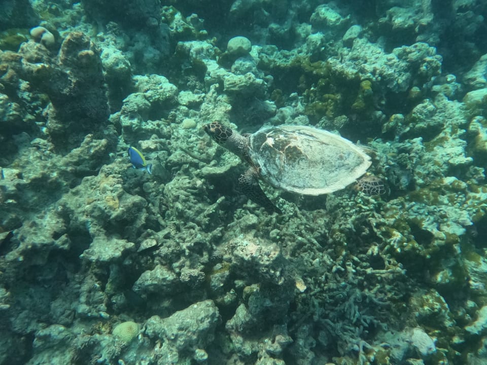 Sonstiges Reethi Faru Resort