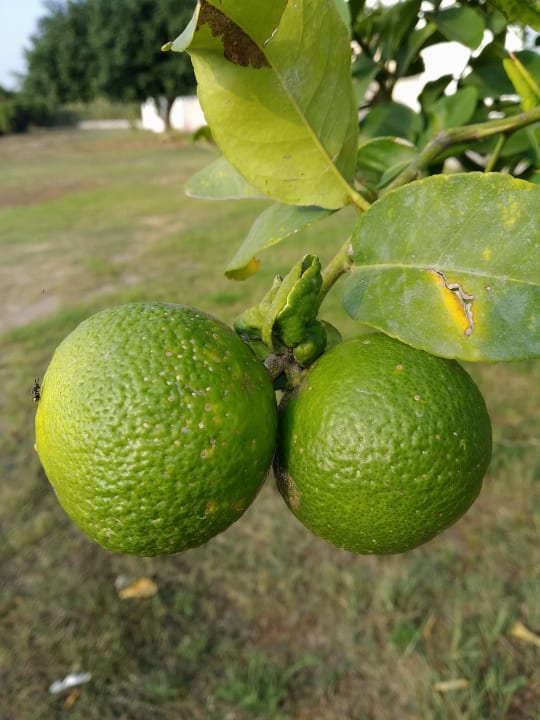 Gartenanlage Summer Village of Hippokrates - Adults only