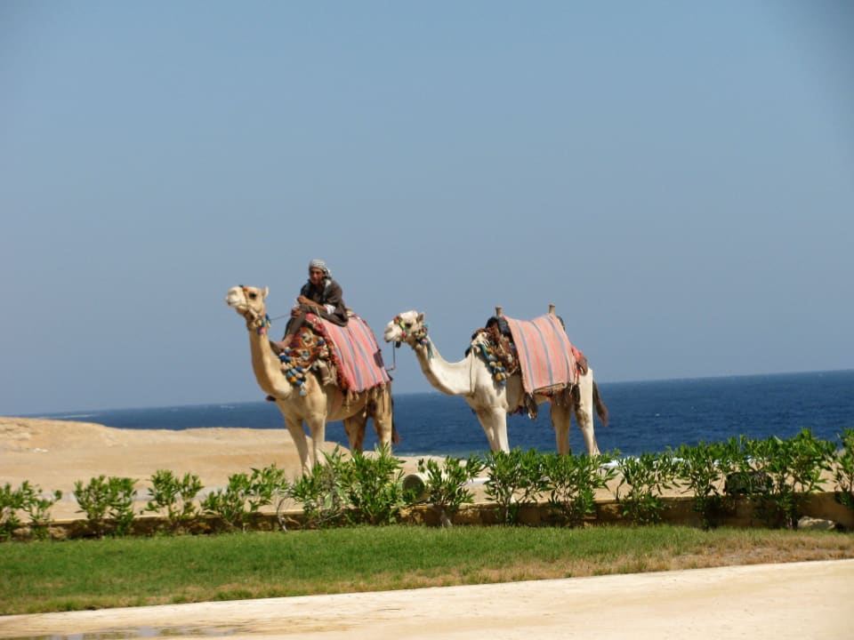 Camels Coral Hills Resorts & SPA