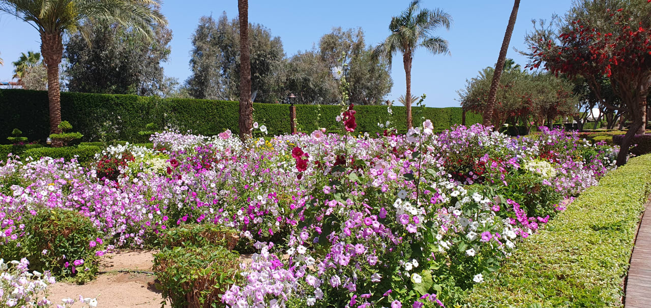 Gartenanlage Steigenberger ALDAU Beach Hotel