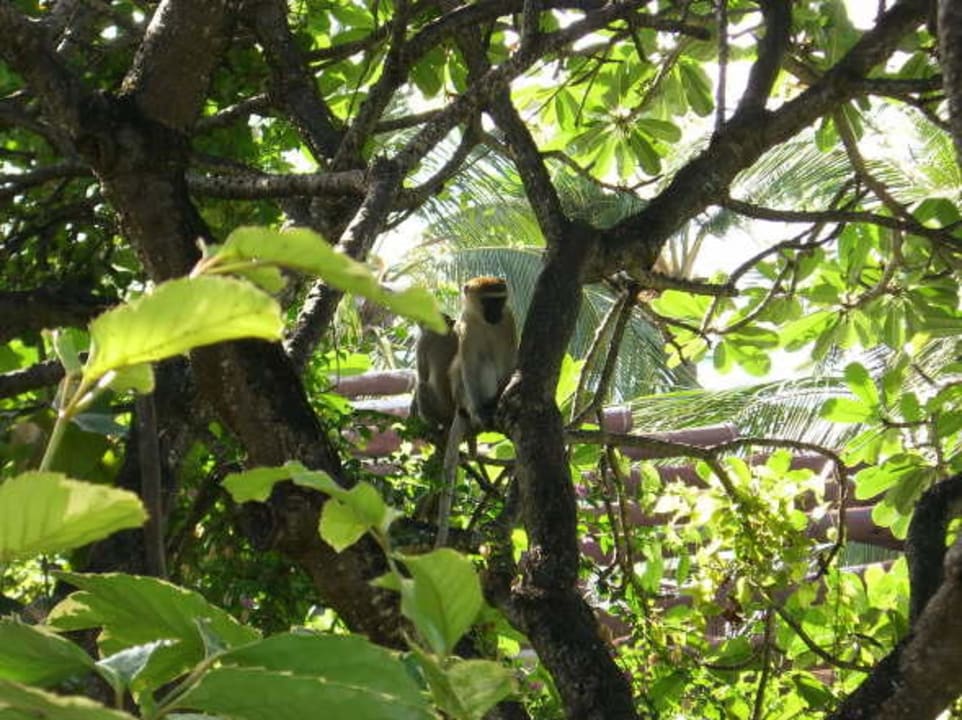 Aussicht vom Zimmerbalkon Bahari Beach Hotel