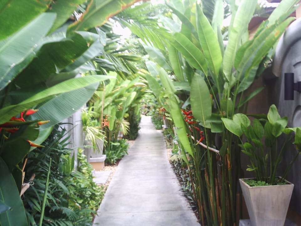 Weg zu den Villen mit eigenem Pool Mövenpick Asara Resort & Spa Hua Hin