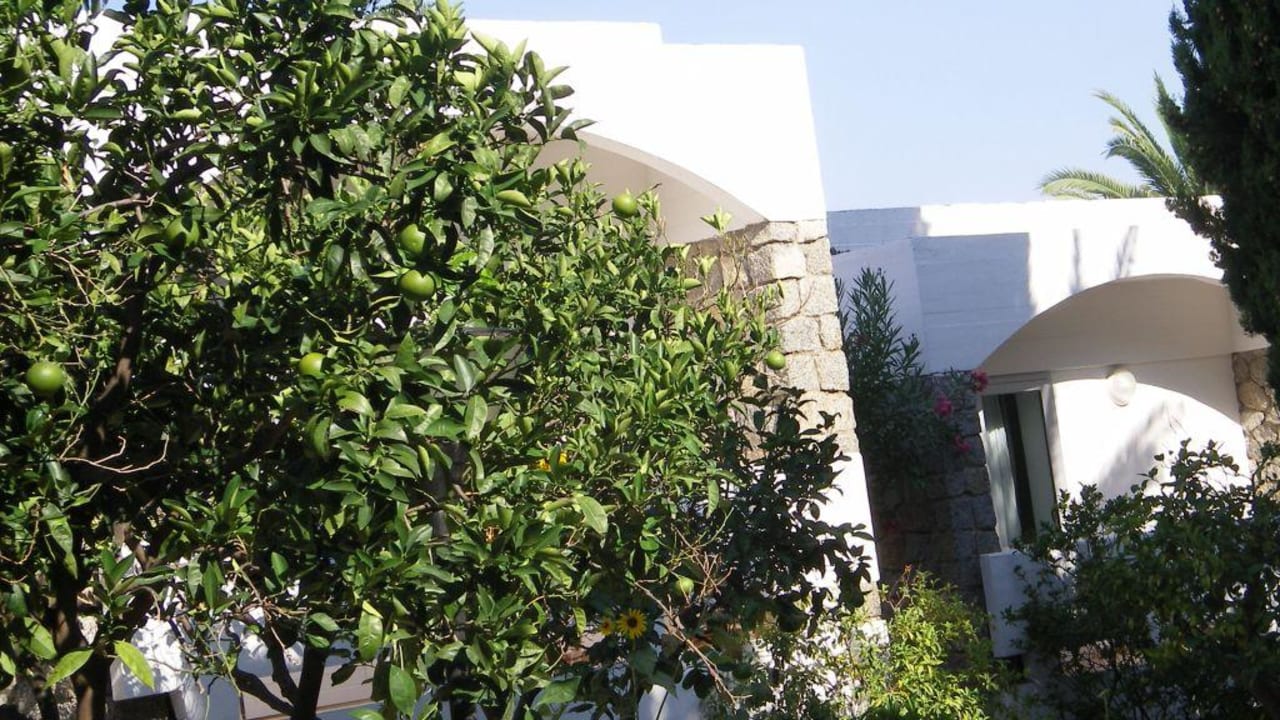 Früchte im Garten Aldiana Club Rocca Nettuno Calabria