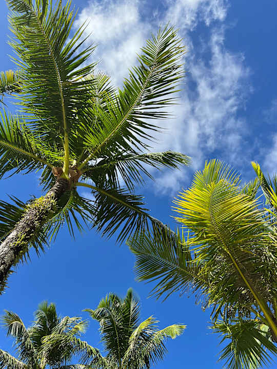 Gartenanlage Hotel Nikko - Guam