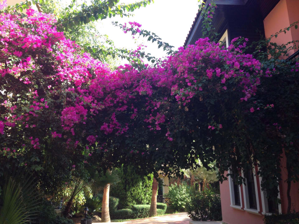Garten Club Dizalya