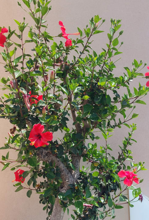 Gartenanlage Cactus Royal