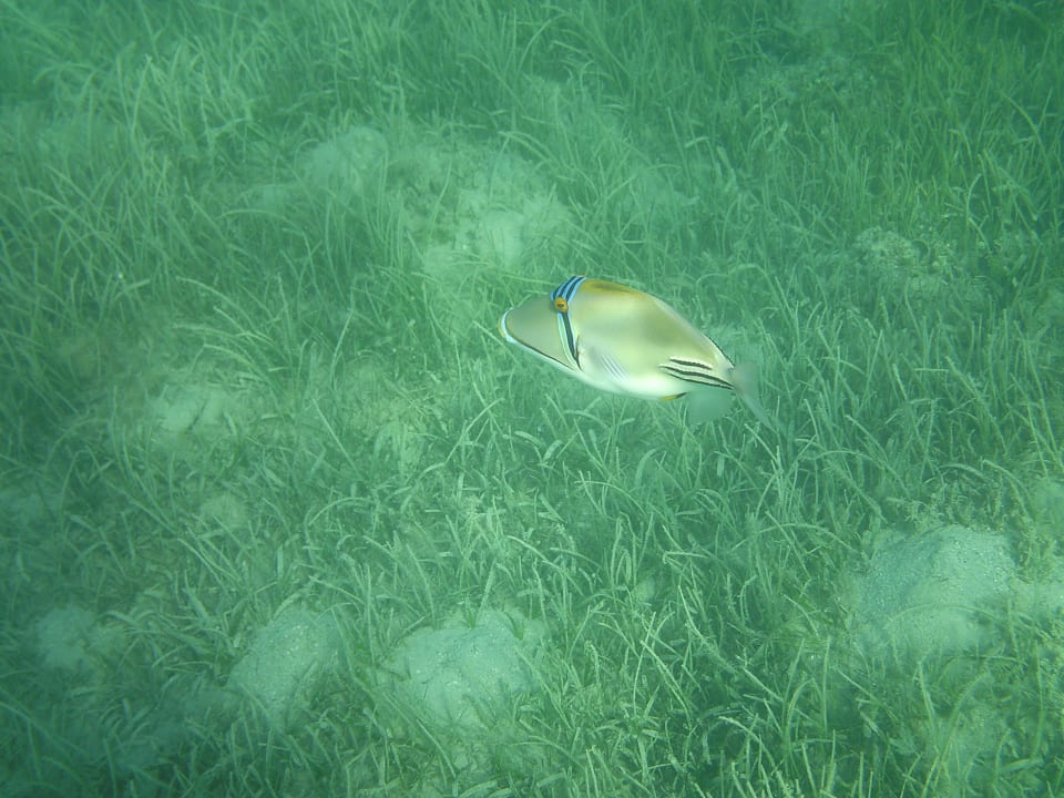 Strand Sentido Caribbean World Soma Bay