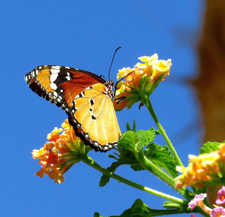 Es gibt viel zu entdecken, nur die Augen öffnen   Steigenberger Coraya Beach - Adults only
