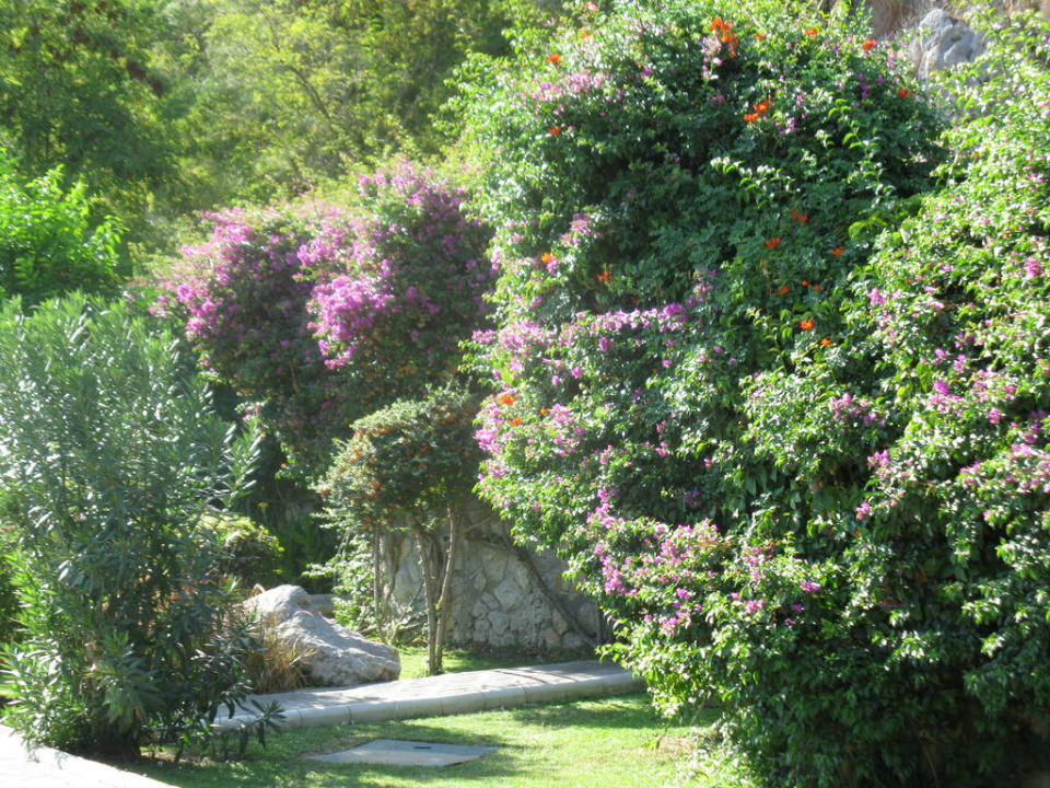 Wunderschöne Pflanzen TUI MAGIC LIFE Sarigerme