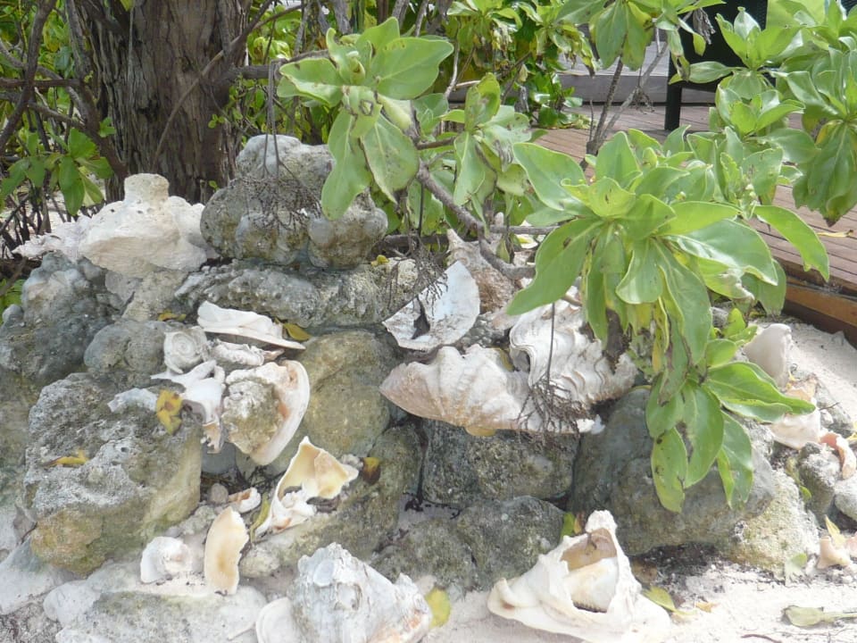 Muschelformationen Summer Island Maldives