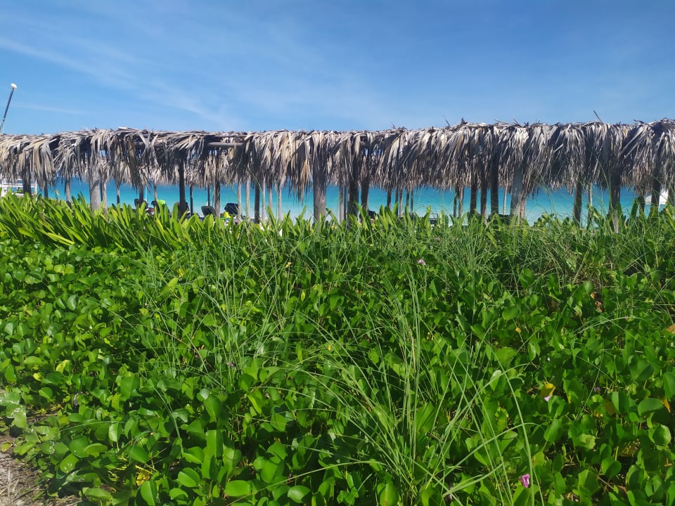 Gartenanlage Playa Cayo Santa Maria