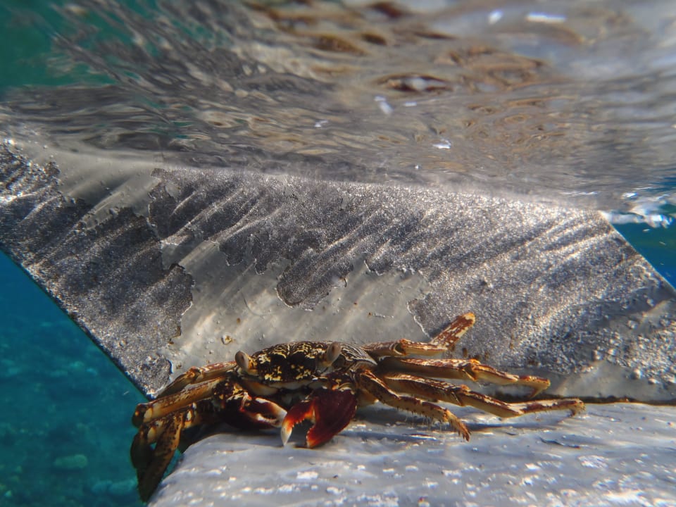 Krabik na pomoście hotelowym Three Corners Happy Life Beach Resort