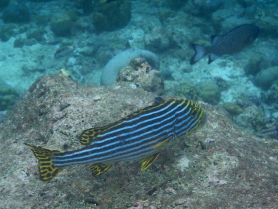 Sport & Freizeit NH Collection Maldives Reethi Resort