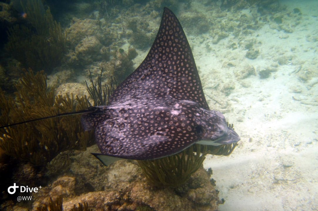 Sport & Freizeit Akumal Bay Beach & Wellness Resort